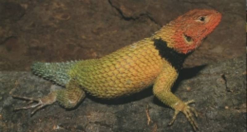Preview: Lizards of Mexico